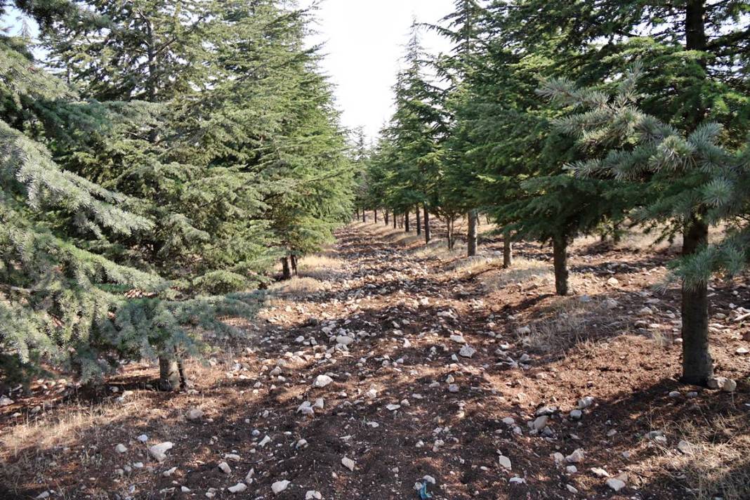 Arabasını satıp 5 bin sedir fidanı dikti: Şimdi ormana dönüştü! 15